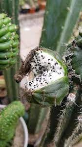 Players can harvest cactus spines from the mature plant. Patrick Noll Aka Cactus Jerk Is Creating Books And Videos Patreon Cactus Cactus Seeds Cactus Garden