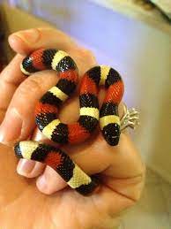 For instance, snakes eating worms should eat twice a week, while fish eaters should eat every five days or so. Pueblan Milk Snake I Use To Have One Of These When I Was Little Snake Breeds Snake Milk Snake