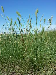 Image result for Agrostis kilimandscharica