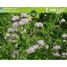 kediotu basta uyuyamama problemi olanlar tarafindan kullanilan bu bitki genelde sinir sisteminden kaynaklanan tum rahatsizlik saglikli yasam biyotin bi tki