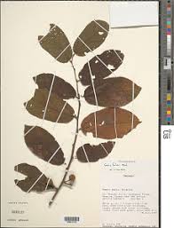 Image result for Grewia forbesii