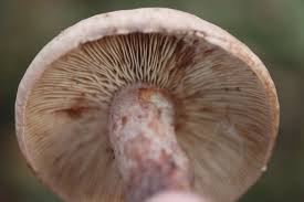 Image result for Lactarius mutabilis