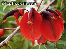 Image result for Erythrina crista-galli
