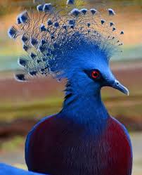 Birds Lyrics Imagine Dragons Meaning Pin On Exotic Pigeons