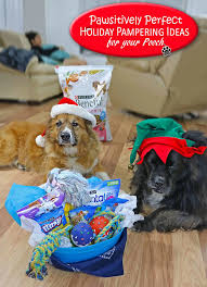 Pampered pooch playground, 7020 walker street, st. Pawsitively Perfect Pampering For Your Pooch This Holiday Season