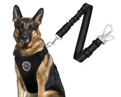 dog wearing a harness and seatbelt in a carの画像