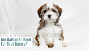 Are Havanese Good For First Time Owners Must Read Advice The Puppy Mag