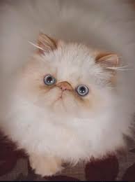 See more of deacon the flame point himalayan on facebook. This Is My Himalayan Flame Point Bub His Name Is Dudu Cats