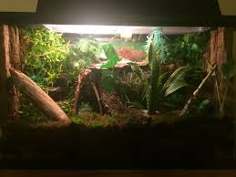 This Is The Set Up I Did For My 2 Green Tree Frogs 2 Anoles And 2 Long Tail Grass Lizards Reptiles Pet Green Tree Frog Tree Frogs