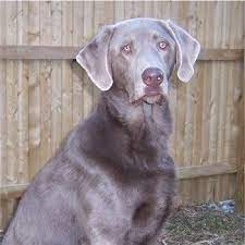 Breeding quality gun dogs for over 6 years. Pin By Sherry Robertson On I Think I Want A Puppy Labrador Retriever Labrador Black Labrador Puppy