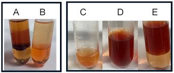 Image result for Trema sp A