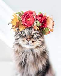 We did not find results for: College Professor Is Making Flower Crowns For Animals And They Look Majestic