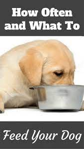 13 Best Puppy Foods Our 2021 In Depth Guide With Answers To Faqs Best Puppy Food Labrador Puppy Puppy Food