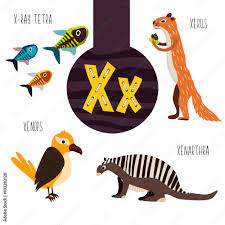 Xoloitzcuintli or xolo (a hairless domestic canine breed in mexico) · 2. Fun Animal Letters Of The Alphabet For The Development And Learning Of Preschool Children Set Of Cute Forest Domestic And Marine Animals With The Letter X Vector Stock Vector Adobe Stock