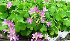 Live plants need your attention it is important to deal with any plants you purchase immediately. Wild Edible Plants Wood Sorrel Oxalis Acetosella Wood Sorrel Oxalis Acetosella Is An A Fleurs Comestibles Oxalis Acetosella Plantes Sauvages Comestibles