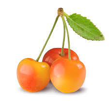 Check spelling or type a new query. Rainier Cherries Stemilt