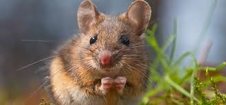 The map maker/owner can be seen at 1:17)i've really been impressed 'bout this community made map and it made me think that the. Ratas Ratones Y Transmision De Enfermedades Desinfestados