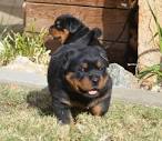Rottweiler Puppy for sale by owner - Puppies for Sale Near Me