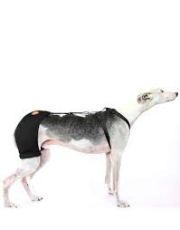 The ortho dog hip hound brace is designed for dogs who suffer from arthritis, mild to moderate hip dysplasia, decreased endurance during activity, hip pain, low back pain or weakness and back leg limping. Orthodog Hip Hound Brace For Hip Dysplasia Rehabilitation And Hydrotherapy Clinic Singapore
