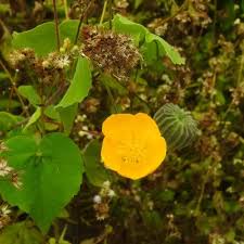 Image result for Achyrospermum laterale