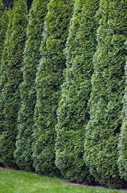 After selecting a location, dig a hole deep and wide. Green Giant Arborvitae Trees Shop With Plantsbymail Com