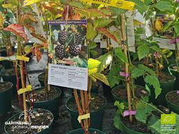 So erzeugt hilli fruits automatisch weniger bis gar keinen biomüll. Dornenlose Brombeere Navaho Rubus Sect Rubus Bio Pflanze Bioland Gartnerei Monika Bender Online Shop