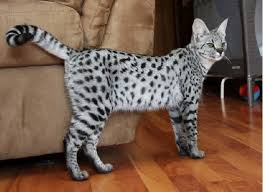 4 Savannah Cats Are A Hybrid Between Domesticated House Cats And An African Cat Called A Serval Cool Ears Dude Savannah Kitten African Cats Hybrid Cat