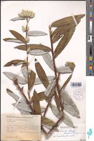 Image result for Macledium