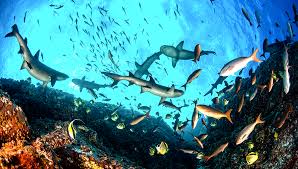 The national geographic society uses the power of science, exploration, education, and storytelling to illuminate and protect the wonder of our world. Nat Geo Unveils 2021 2022 Series Renewals Specials Slate At Upfront Deadline