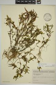 A member of the democratic party, biden previously serv. Bidens Hyperborea Wikipedia