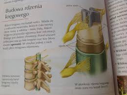 Rdzeń kręgowy ma budowę metameryczną. Scharakteryzuj Budowe I Funkcje Mozgowia I Rdzenia Kregowego Zwroc Uwage Na Polozenie I Budowe Istoty Brainly Pl