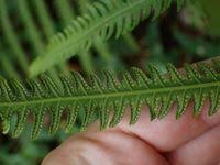 Image result for Amblovenatum