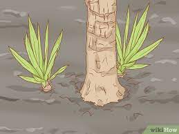 Como Cultivar Yuca Com Imagens Wikihow