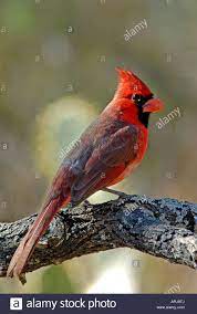 Nordlichen Kardinal Cardinalis Cardinalis Roter Vogel Schoner Vogel Sud Texas Im Februar Eines Der Schonsten Song Vogel Stockfotografie Alamy