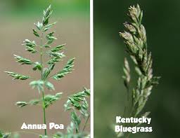 Image result for Poa annua