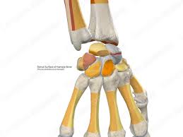 Image result for Hamate Bone