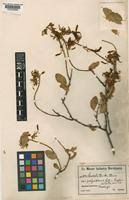 Image result for Cadaba kirkii