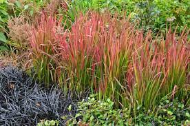 Imperata Cylindrica Red Baron Japanese Blood Grass