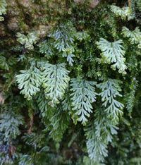 Image result for Hymenophyllum tunbridgense