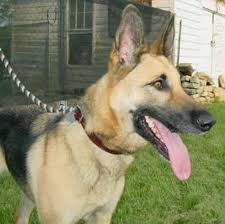 There are 244 short hair shepherd for sale on etsy, and they cost 21,50 $ on average. Do You Like The Long Haired Or The Short Haired German Shepherds Best German Shepherds Fanpop