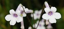 Image result for Streptocarpus glandulosissimus
