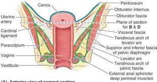 Anatomy 48 Female Pelvis Pelvic Diaphragm Pelvis Anatomy