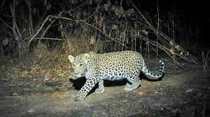 Session on living with leopards to be held | Session on living with  leopards to be held