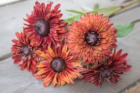 Our wedding bouquet recipes are sure to leave you speechless. Rudbeckia Hirta A Love Letter Folk Art Flowers