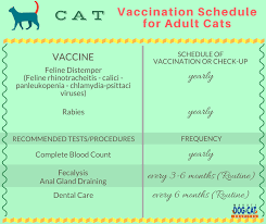 Cat Vaccination Schedule When Is The Right Time To Give The