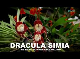 Dracula Simia, The Rare Monkey Face ...