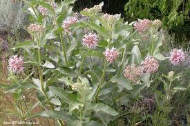 Image result for Asclepias palustris