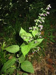 Image result for Isodon ramosissimus