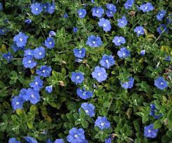 Low growing perennial groundcover w/ dark sky blue flowers. Blue Daze Named Texas Superstar Agrilife Today