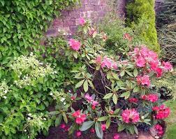 Looking for an evergreen shrub to put in that. Types Of Shade Loving Shrubs